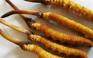 冬蟲夏草鮮草保質(zhì)期全解析：科學儲存鎖住營養(yǎng)