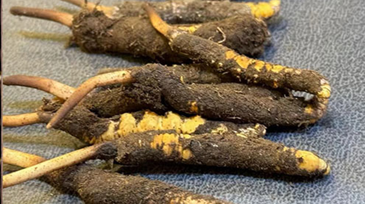 冬蟲夏草鮮草怎么吃？科學用量指南