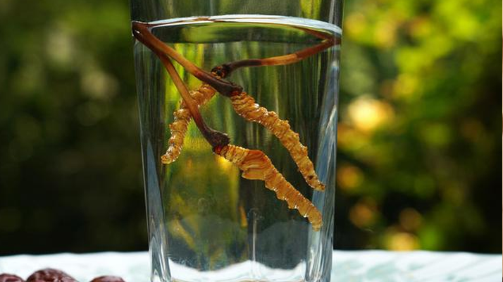 <a href=http://m.jiangnongst.com/xinxian/ target=_blank class=infotextkey>鮮冬蟲夏草</a>怎么泡好吃？這些配方讓滋補更有滋味