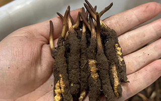 那曲鮮草怎么吃最好