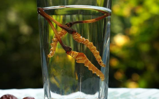 鮮冬蟲夏草怎么泡好吃？這些配方讓滋補更有滋味