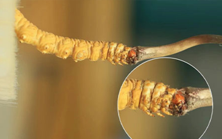 哪里能買(mǎi)到新鮮的冬蟲(chóng)夏草？這幾個(gè)渠道要知道