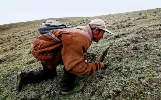 西藏冬蟲夏草最大產(chǎn)地：那曲，自然饋贈(zèng)的珍寶之地