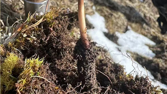 探秘純野生新鮮冬蟲(chóng)夏草：大自然的珍稀饋贈(zèng)