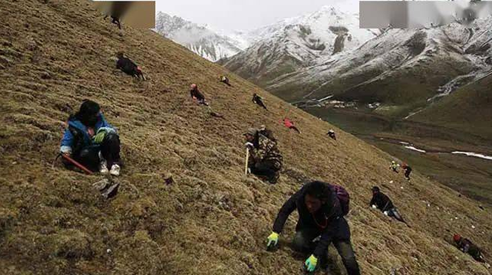 藏民與冬蟲夏草的故事