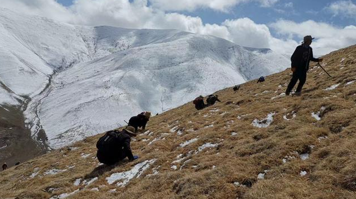 采挖新鮮冬蟲(chóng)夏草合法嗎？