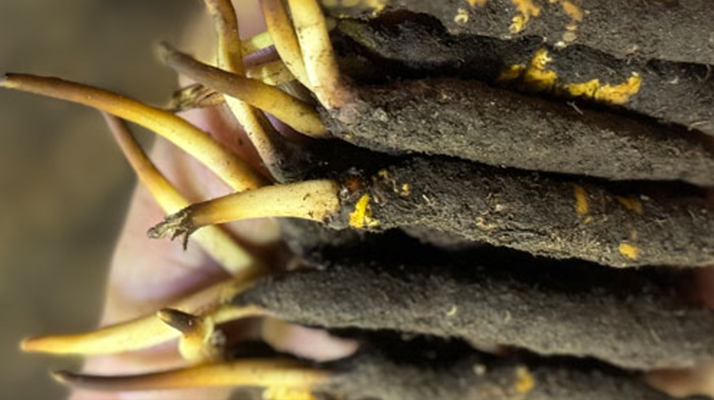 10 支裝<a href=http://m.jiangnongst.com/xinxian/ target=_blank class=infotextkey>鮮冬蟲夏草價格</a>分析