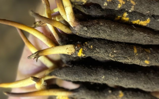 10 支裝鮮冬蟲夏草價格分析