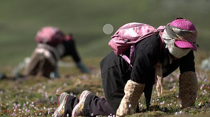 西藏<a href=http://m.jiangnongst.com/xinxian/ target=_blank class=infotextkey>新<a href=http://m.jiangnongst.com/xinxian/ target=_blank class=infotextkey>鮮冬蟲夏草</a></a>：雪域高原的神奇饋贈(zèng)