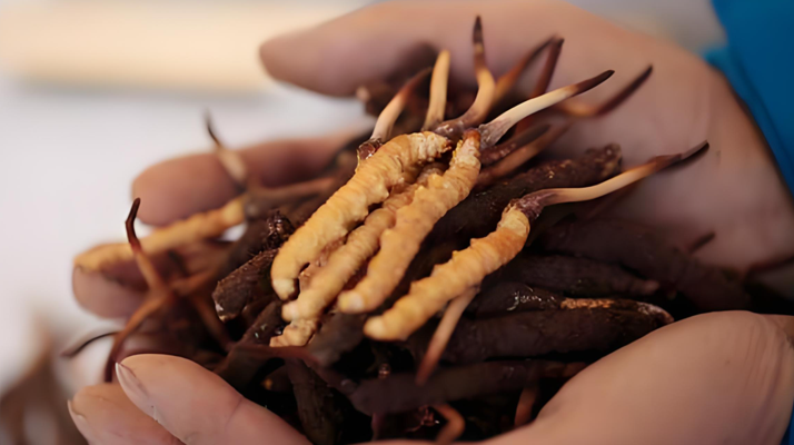 冬蟲夏草:冰與火的養(yǎng)生哲學(xué)