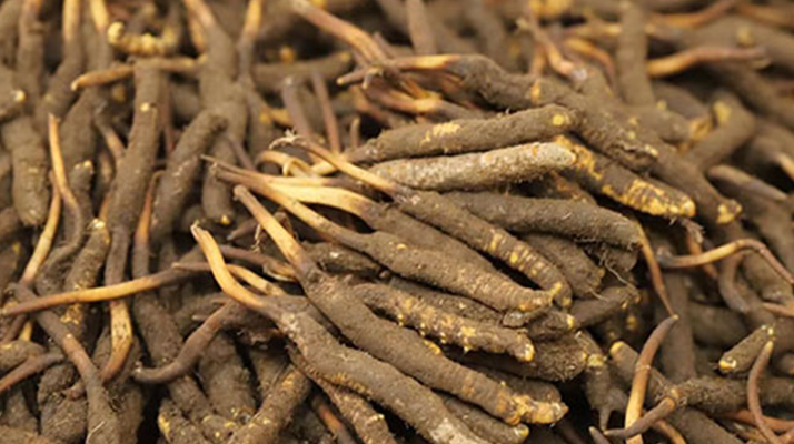 冬蟲(chóng)夏草鮮草的優(yōu)勢(shì):自然饋贈(zèng)的鮮活生命力