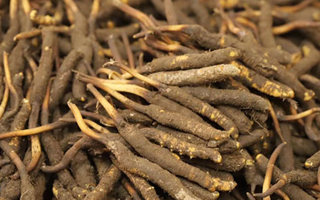 冬蟲(chóng)夏草鮮草的優(yōu)勢(shì)：自然饋贈(zèng)的鮮活生命力