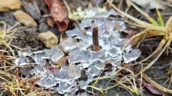 冰凍新鮮冬蟲夏草:科技與傳統(tǒng)的交融守護(hù)