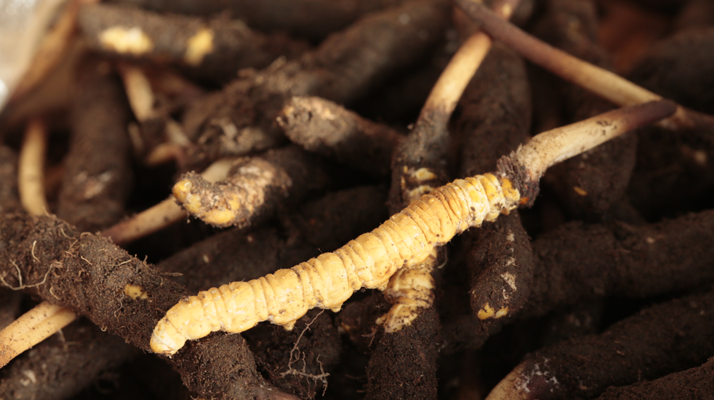 吃鮮冬蟲夏草會(huì)便秘嗎？