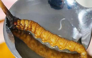 冬蟲(chóng)夏草鮮草冷凍后這樣吃，營(yíng)養(yǎng)不流失！