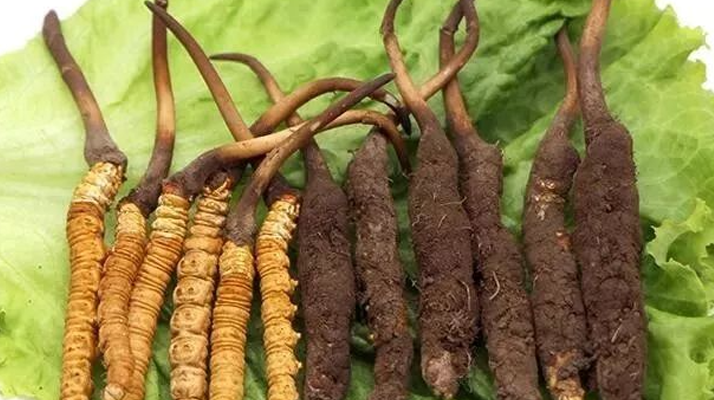 解密冬蟲(chóng)夏草：為何鮮品更勝一籌