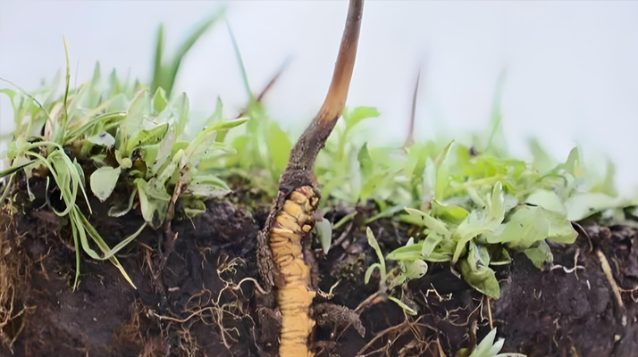 <a href=http://m.jiangnongst.com/xinxian/ target=_blank class=infotextkey>新<a href=http://m.jiangnongst.com/xinxian/ target=_blank class=infotextkey>鮮冬蟲夏草</a></a>價(jià)格探秘:多因素交織下的市場行情