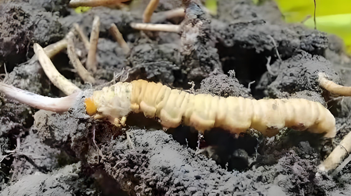 新鮮<a href=http://m.jiangnongst.com/jianbie/ target=_blank class=infotextkey>冬蟲夏草鑒別</a>指南:輕松辨別真?zhèn)蝺?yōu)劣