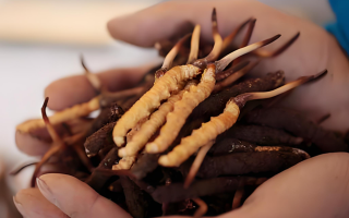 新鮮冬蟲(chóng)夏草能保存多久？科學(xué)保存指南來(lái)了