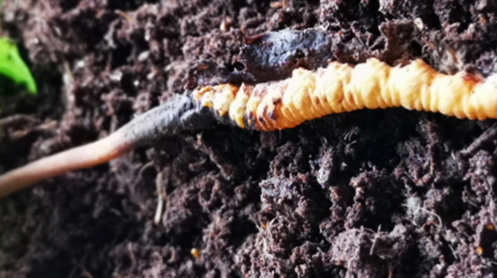 <a href=http://m.jiangnongst.com/xinxian/ target=_blank class=infotextkey>新<a href=http://m.jiangnongst.com/xinxian/ target=_blank class=infotextkey>鮮冬蟲夏草價(jià)格</a></a>解析