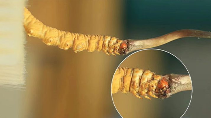 探尋鮮冬蟲(chóng)夏草的絕佳口感:好口感的標(biāo)準(zhǔn)與奧秘