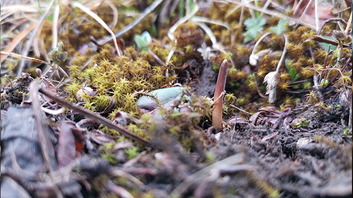 鮮冬蟲夏草辨別全攻略：識破真假，挑選優(yōu)質(zhì)好蟲草? ? ? ?