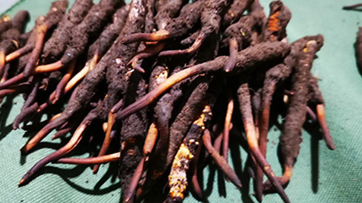 鮮冬蟲夏草可以泡水喝嗎？深度解析其飲用之道