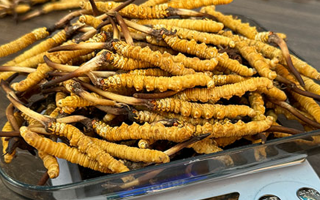 鮮冬蟲(chóng)夏草泡酒：傳統(tǒng)養(yǎng)生佳釀的制作秘籍