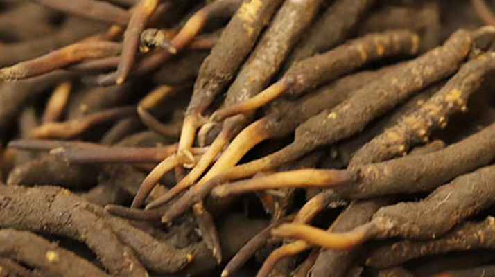 如何挑選<a href=http://m.jiangnongst.com/xinxian/ target=_blank class=infotextkey>新<a href=http://m.jiangnongst.com/xinxian/ target=_blank class=infotextkey>鮮冬蟲夏草</a></a>？掌握這幾個(gè)關(guān)鍵技巧