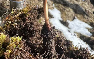 探秘正品那曲新鮮冬蟲(chóng)夏草