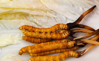 一克鮮草，千金之珍：探秘 1 克新鮮冬蟲夏草