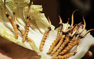 冬蟲(chóng)夏草：鮮草與干草誰(shuí)更勝一籌？