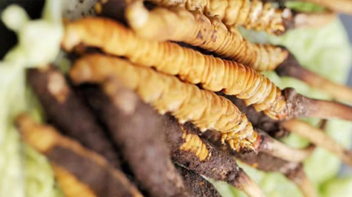 好的鮮<a href=http://m.jiangnongst.com/jiage/ target=_blank class=infotextkey>冬蟲夏草價(jià)格</a>解析