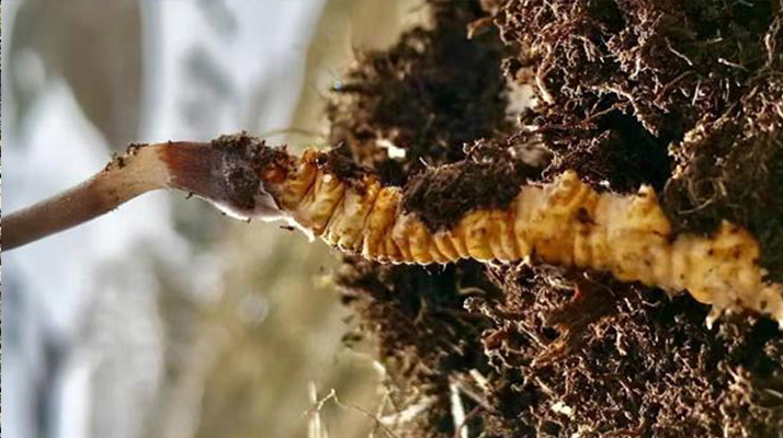 冬蟲夏草的多樣吃法,解鎖滋補(bǔ)新體驗(yàn)