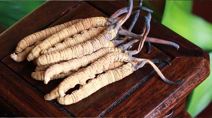 正宗冬蟲夏草在哪里