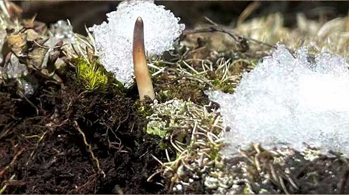 探秘雪域珍寶：最大的新鮮<a href=http://m.jiangnongst.com/ target=_blank class=infotextkey><a href=http://m.jiangnongst.com/s/nqcc/ target=_blank class=infotextkey>那曲冬蟲夏草</a></a>