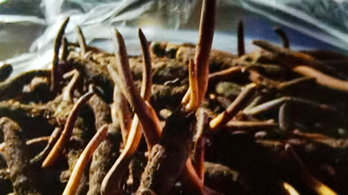 新鮮冬蟲(chóng)夏草保存全攻略：鎖住營(yíng)養(yǎng)，延長(zhǎng)鮮味