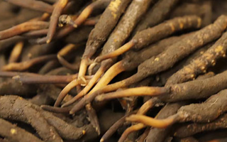 冬蟲夏草可以提高男性功能嗎？科學解析來了