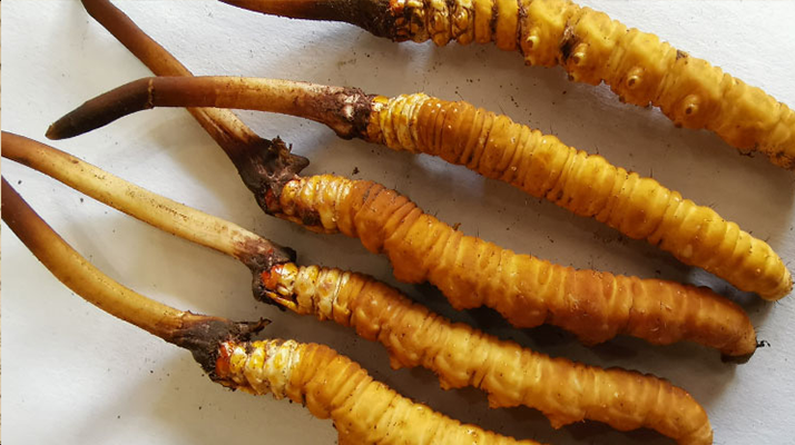 冬蟲夏草鮮草價(jià)格多少？揭秘其背后的定價(jià)密碼