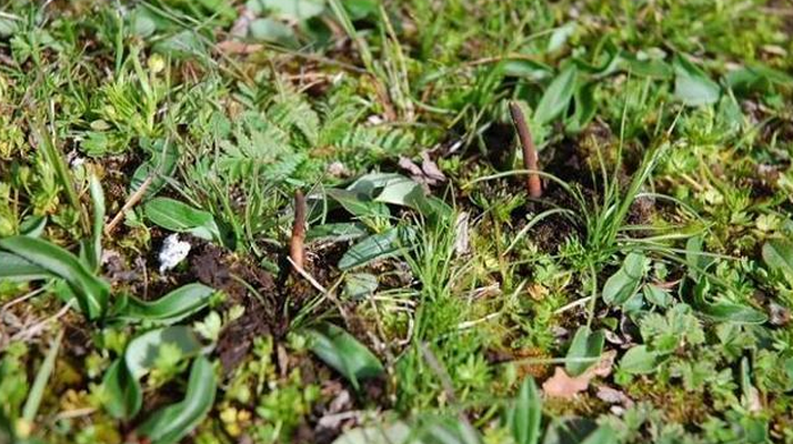 冬蟲(chóng)夏草鮮草好不好喝？探尋獨(dú)特的味覺(jué)體驗(yàn)