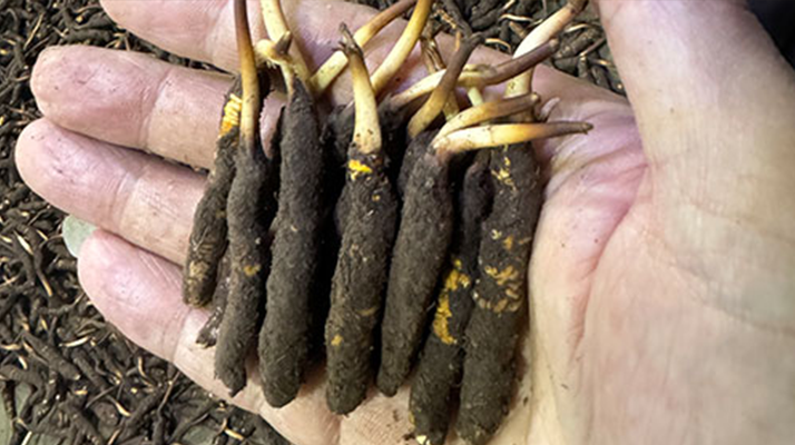 尋草之旅:踏上尋找<a href=http://m.jiangnongst.com/xinxian/ target=_blank class=infotextkey>新<a href=http://m.jiangnongst.com/xinxian/ target=_blank class=infotextkey>鮮冬蟲夏草</a></a>的征程