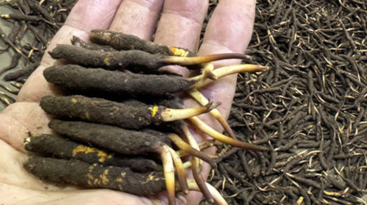 冬蟲夏草燉湯真能提鮮？揭開滋補食材的味覺密碼