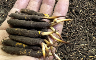 冬蟲夏草燉湯真能提鮮？揭開滋補食材的味覺密碼