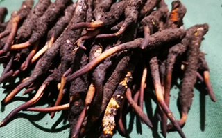 新鮮冬蟲夏草哪里買？全渠道選購指南