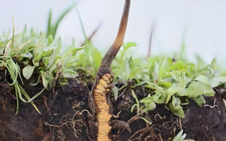冬蟲夏草鮮草一天吃幾個？科學食用指南來了