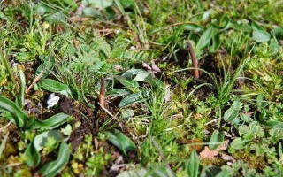 冬蟲夏草鮮草的 “限時(shí)登場”