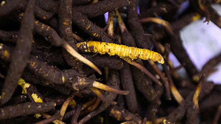 冬蟲夏草干品與鮮品價(jià)格解析:差異背后的市場密碼