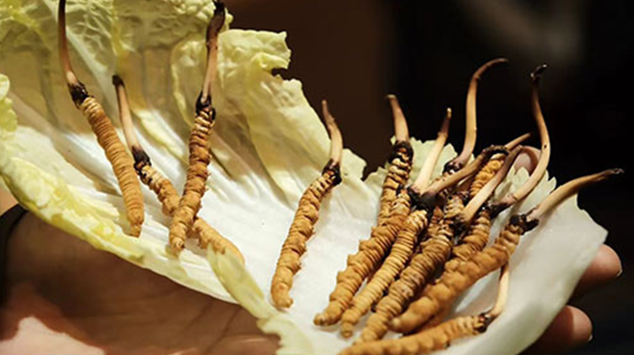 冬蟲(chóng)夏草鮮草如何吃最好？解鎖營(yíng)養(yǎng)與美味的黃金吃法