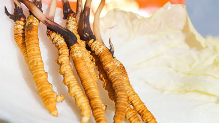 冬蟲夏草鮮草一般哪里有？多渠道獲取指南