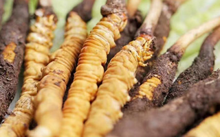 探秘冬蟲夏草鮮草的優(yōu)質產(chǎn)地：哪里的才是上佳之選